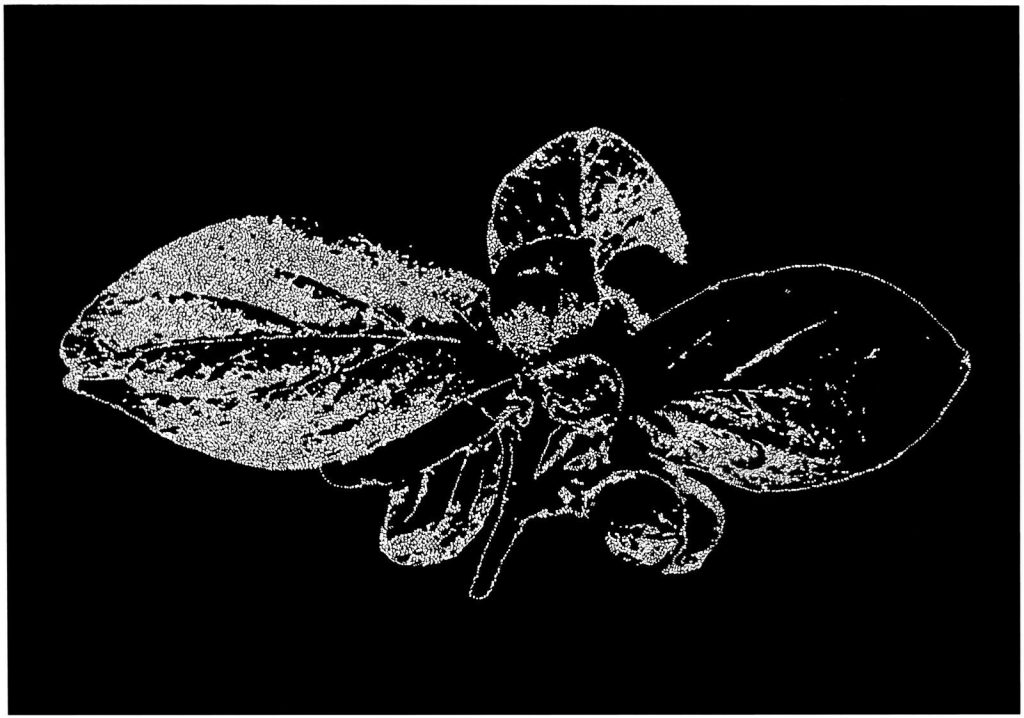Monochrome Pointillist Leaf and Berry Abstract Painting on Canvas by Rich Gane